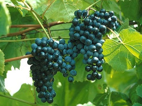 Red Winemaking Outline