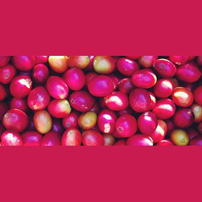 Regional Series - Colombia Huila, Wet Processed - PLACEHOLDER