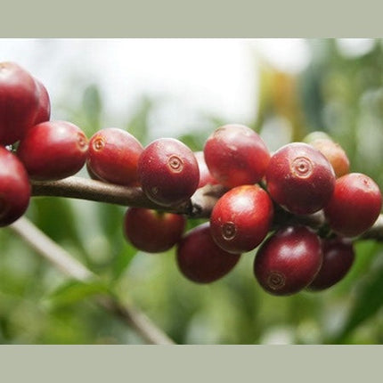 Regional Series - Guatemala Huehuetenango, Wet Processed - PLACEHOLDER