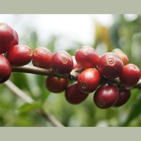 Regional Series - Guatemala Huehuetenango, Wet Processed - PLACEHOLDER