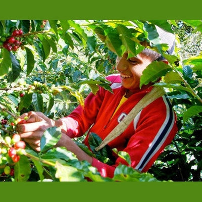 Green Coffee Beans