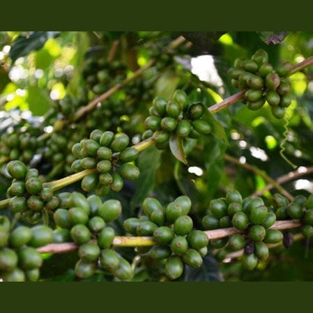Regional Series - Ethiopia Yirgacheffe, Wet Processed - PLACEHOLDER