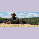 Regional Series - Ethiopia Sidamo, Natural Processed - PLACEHOLDER