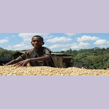 Regional Series - Ethiopia Sidamo, Natural Processed - PLACEHOLDER