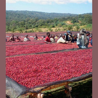 Regional Series - Ethiopia Harrar, Natural Processed - PLACEHOLDER