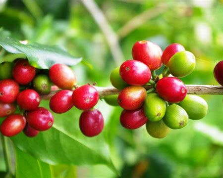 Regional Series - Mexico Royal Select, Decaf - PLACEHOLDER