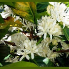 Regional Series - Costa Rica Tarrazu, Wet Processed - PLACEHOLDER