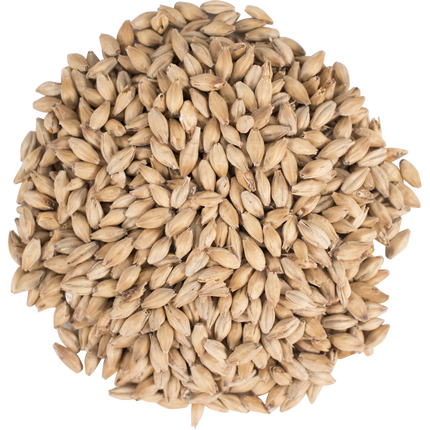 Malt - Golden Promise - Per Lb (Showroom Only)