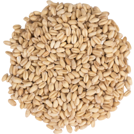 Malt - Briess Raw White Wheat - Per Lb (Showroom Only)