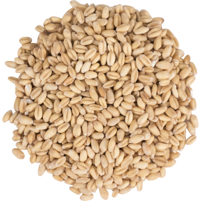 Malt - Briess Raw White Wheat - Per Lb (Showroom Only)