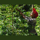 Regional Series - Ethiopia Sidamo, Wet Processed - PLACEHOLDER