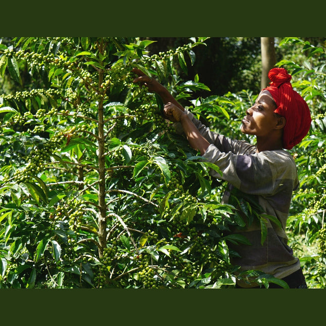 Regional Series - Ethiopia Sidamo, Wet Processed - PLACEHOLDER