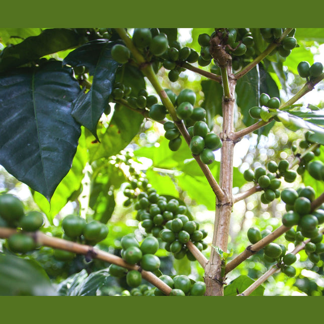 Regional Series - Kenya Kirinyaga, Wet Processed - PLACEHOLDER