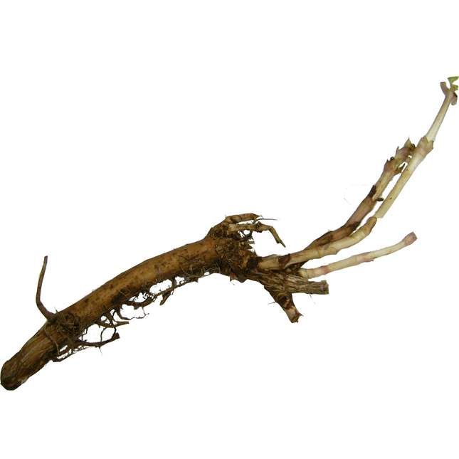 Rhizome - Sterling
