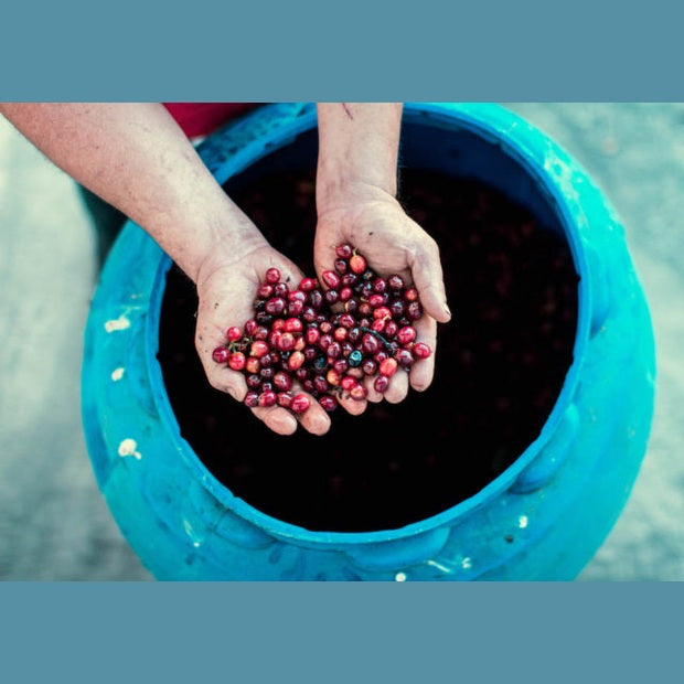 Regional Series - Costa Rica Romelia, Wet Processed - PLACEHOLDER