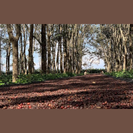 Single-Origin Reserve Series - Brazil Oberon Ayabas Guima Estate, Natural Processed - PLACEHOLDER