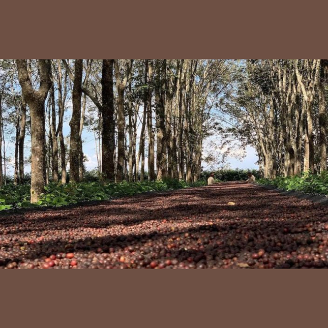 Single-Origin Reserve Series - Brazil Oberon Ayabas Guima Estate, Natural Processed - PLACEHOLDER
