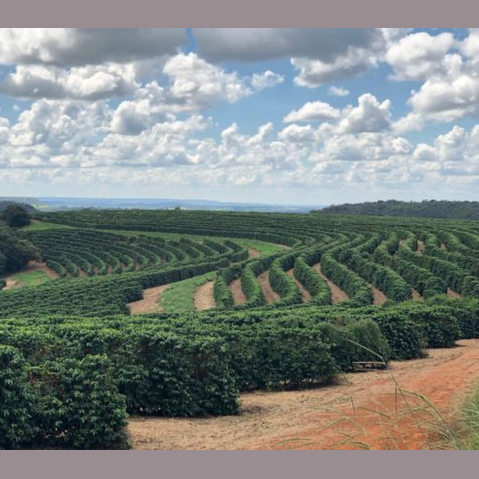 Single-Origin Reserve Series - Brazil Oberon Ayabas Guima Estate, Natural Processed - PLACEHOLDER