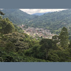 Single-Origin Reserve Series - Colombia Finca Palmichal, Natural Processed - PLACEHOLDER