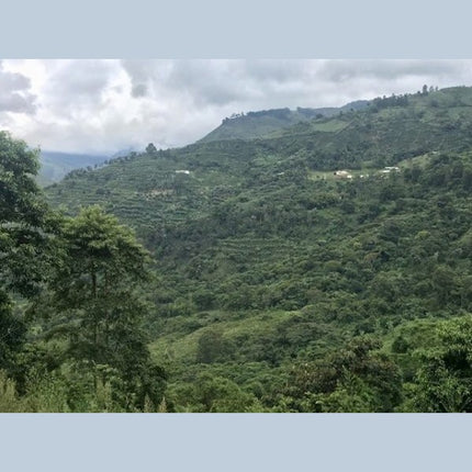 Single-Origin Reserve Series - Colombia Finca Palmichal, Natural Processed - PLACEHOLDER