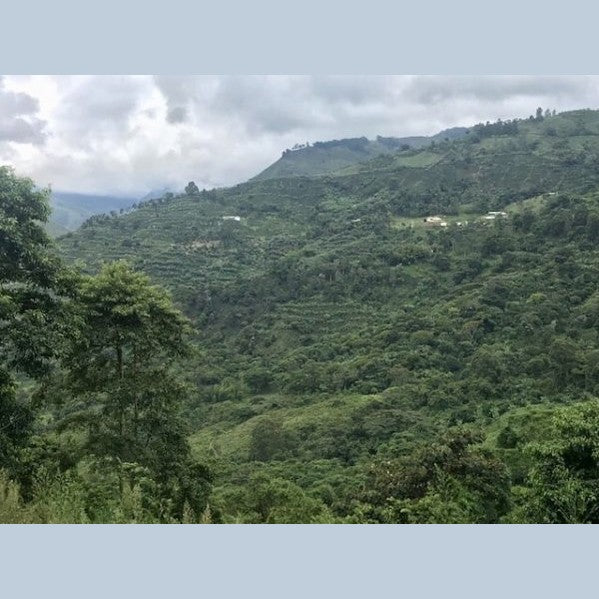 Single-Origin Reserve Series - Colombia Finca Palmichal, Natural Processed - PLACEHOLDER