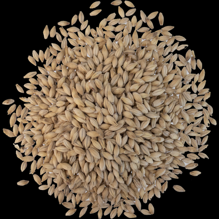 Malt - Crisp - No. 19 Floor Malted Maris Otter - Per Lb (Showroom Only)