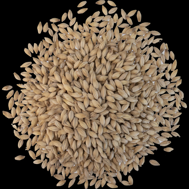 Malt - Crisp - No. 19 Floor Malted Maris Otter - Per Lb (Showroom Only)