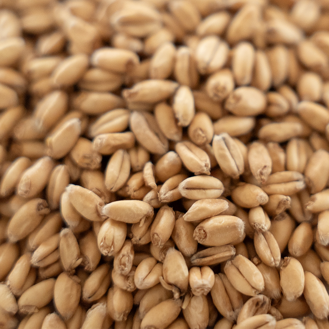 Malt - Rahr - Extra Pale White Wheat Malt - Per Lb (Showroom Only)