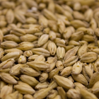 Malt - Weyermann Eraclea Pilsner - Per Lb (Showroom Only)