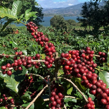 Green Coffee - Regional Series - Guatemala Santiago Atitlan, Wet Processed - PLACEHOLDER