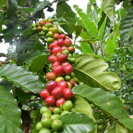Green Coffee - Regional Series - Guatemala Santiago Atitlan, Wet Processed - PLACEHOLDER