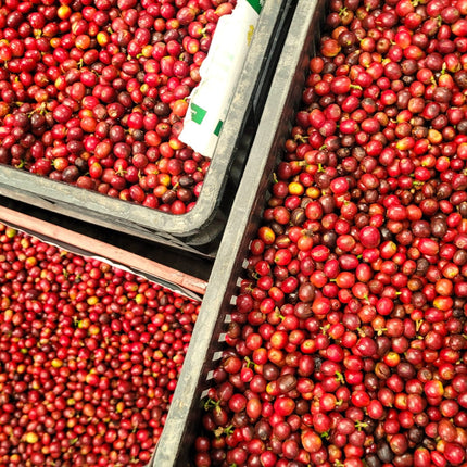 Green Coffee - Regional Series - Colombia Popayan, Wet Processed - PLACEHOLDER