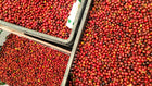 Green Coffee - Regional Series - Colombia Popayan, Wet Processed - PLACEHOLDER
