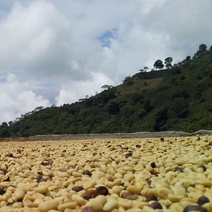 Green Coffee - Regional Series - Colombia Popayan, Wet Processed - PLACEHOLDER