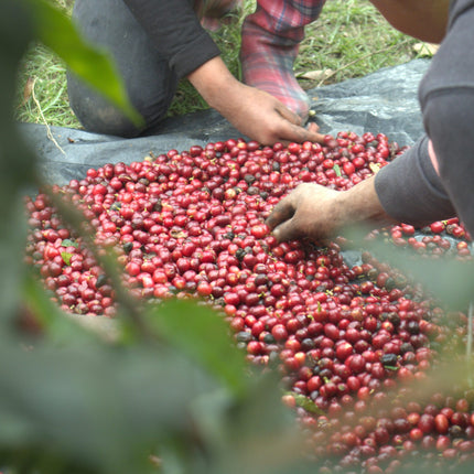 Green Coffee - Regional Series - Mexico Altura HG EP, Wet Processed - PLACEHOLDER