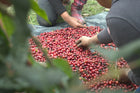 Green Coffee - Regional Series - Mexico Altura HG EP, Wet Processed - PLACEHOLDER