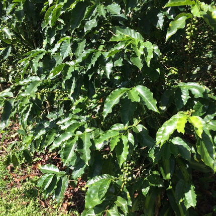 Green Coffee - Regional Series - Costa Rica El Poeta SHB EP, Wet Processed - PLACEHOLDER