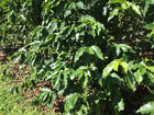 Green Coffee - Regional Series - Costa Rica El Poeta SHB EP, Wet Processed - PLACEHOLDER
