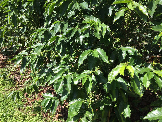 Green Coffee - Regional Series - Costa Rica El Poeta SHB EP, Wet Processed - PLACEHOLDER