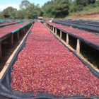 Green Coffee - Regional Series - Ethiopia Dehab's Diamond, Natural Processed - PLACEHOLDER