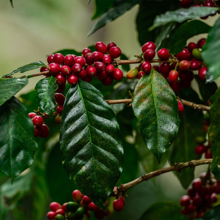Single-Origin Reserve Series - Honduras Finca La Valentina, Natural Processed - PLACEHOLDER