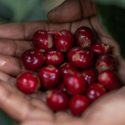 Regional Series - Guatemala Huehuetenango Xuj Kape, Wet Processed - PLACEHOLDER