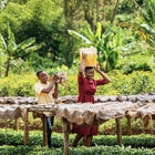 Green Coffee - Regional Series - Tanzania Peaberry, Wet Processed  - PLACEHOLDER