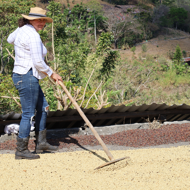Green Coffee - Single-Origin Reserve Series - Honduras Ana Suyapa, Wet Processed - PLACEHOLDER
