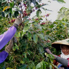 Green Coffee - Regional Series - Indonesia Java, Wet Processed - PLACEHOLDER